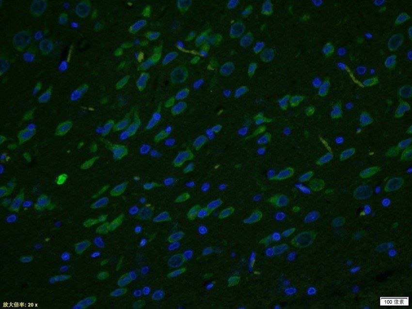 HSPA12A Rabbit Polyclonal Antibody (FITC)
