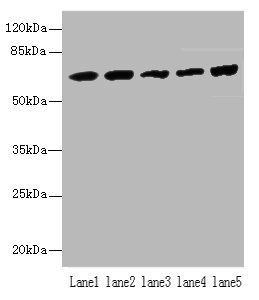 Hspa1b antibody