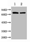 HSPA1L antibody