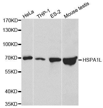 HSPA1L antibody