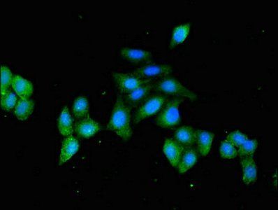 HSPA4 Antibody