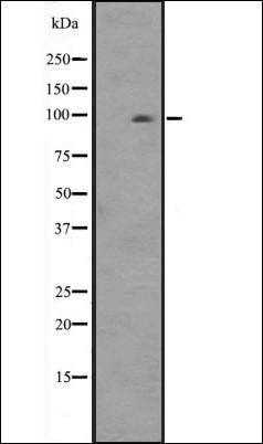 HSPA4L antibody
