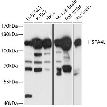 HSPA4L antibody