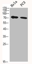 HSPA5 antibody