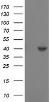 HSPA6 antibody