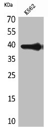 HSPA7 antibody