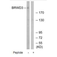 HSPA8 Antibody