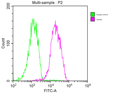 HSPA8 Monoclonal Antibody