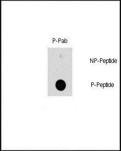 HSPB1 (phospho-Ser78) antibody