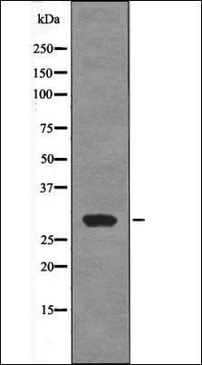 HSPB1 (Phospho-Ser15) antibody
