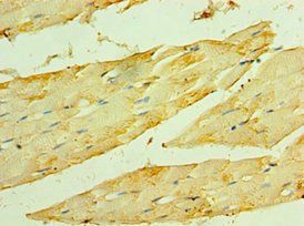 HSPB2 Antibody