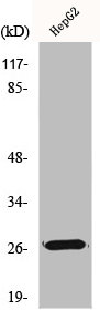 HSPB2 Antibody