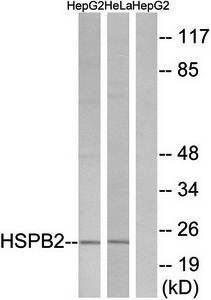 HSPB2 Antibody