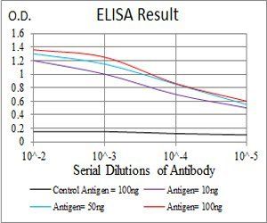 HSPB2 Antibody