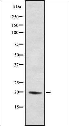 HspB4 antibody