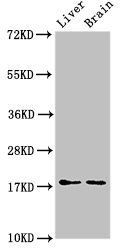 HSPB6 antibody