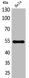 HSPBAP1 antibody