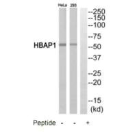 HSPBAP1 antibody