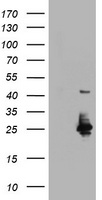 HSPBP1 antibody