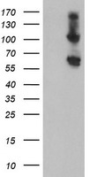 HSPBP1 Antibody