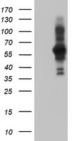 HSPBP1 Antibody