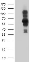 HSPBP1 Antibody
