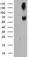 HSPBP1 Antibody