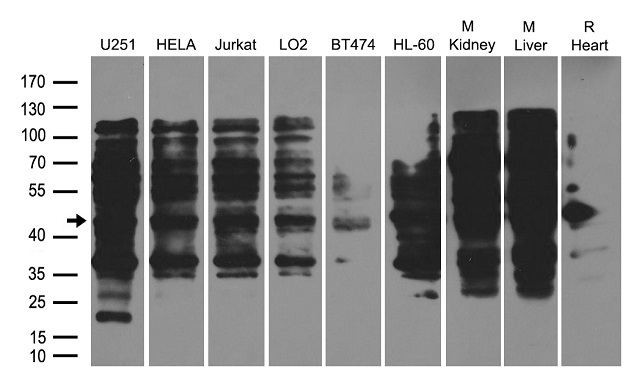 HSPC142 Antibody