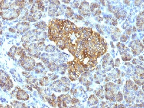 HSPD1 Antibody