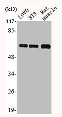HSPD1 Antibody