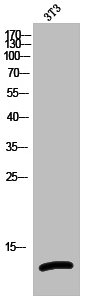 HSPE1 Antibody