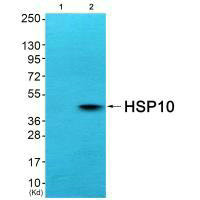 HSPE1 antibody