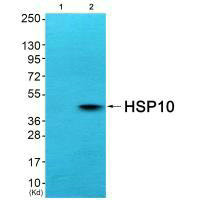 HSPE1 Antibody