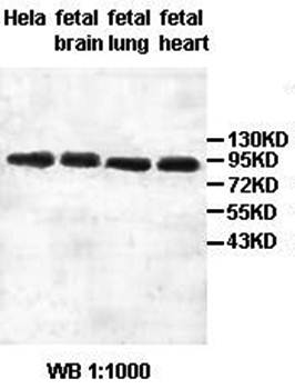 HSPH1 antibody