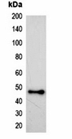 HSV-tag antibody