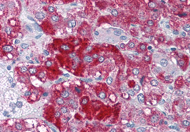 Goat anti-MOZ / KAT6A Antibody