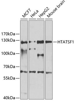HTATSF1 antibody