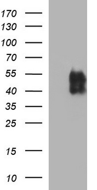 HTF9C Antibody