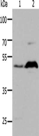 HTR1A antibody