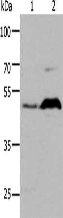 HTR1A Antibody
