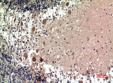 HTR1D Antibody