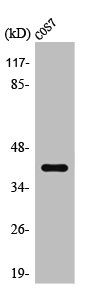 HTR1F antibody