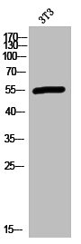 HTR2C antibody