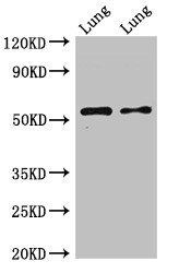 HTR3A Antibody