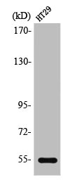 HTR3A Antibody