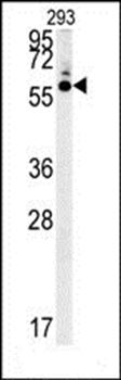 HTR3C antibody