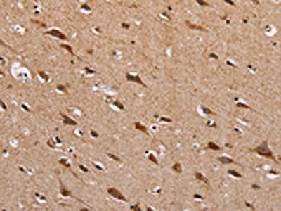 HTR3C Antibody