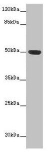 HTR3D Antibody