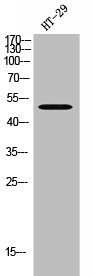 HTR3D Antibody