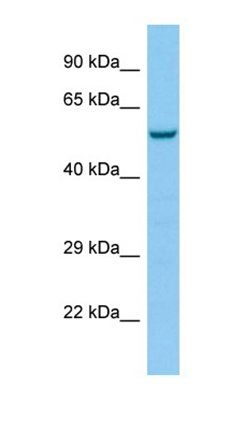 HTR3E antibody